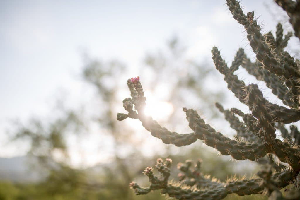 close view of cacti