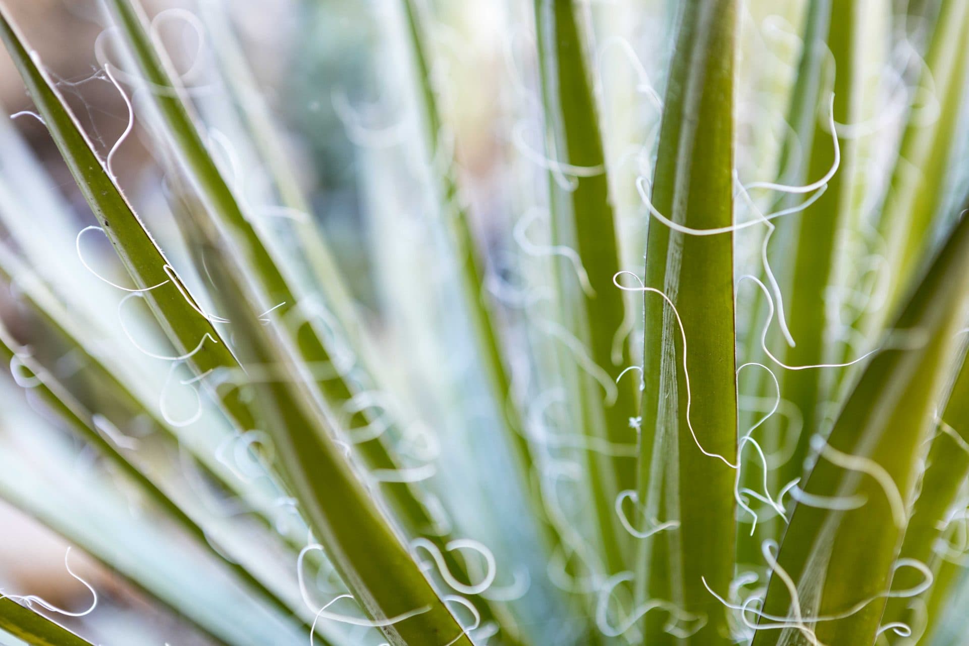 leaves from green plant