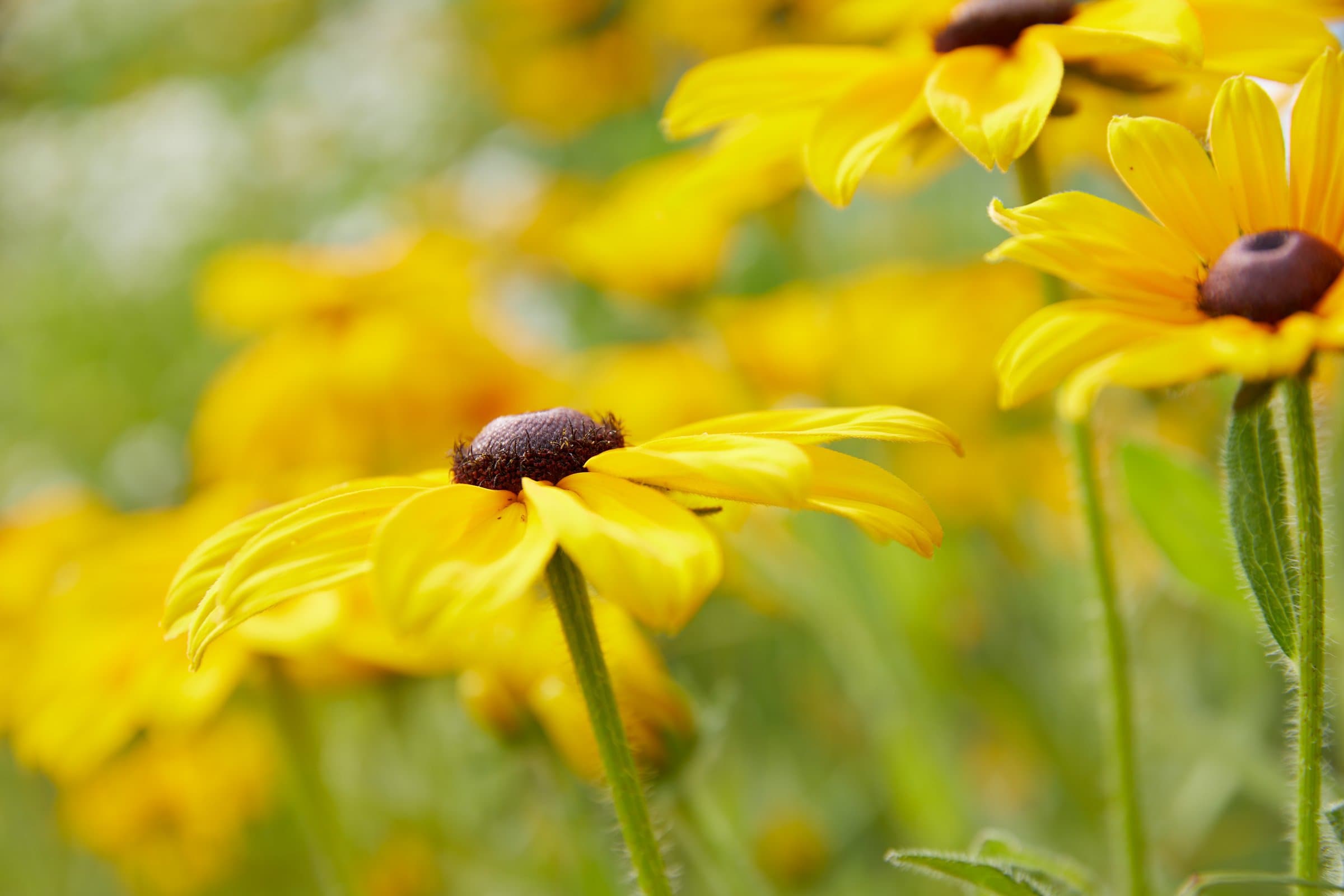 yellow flowers