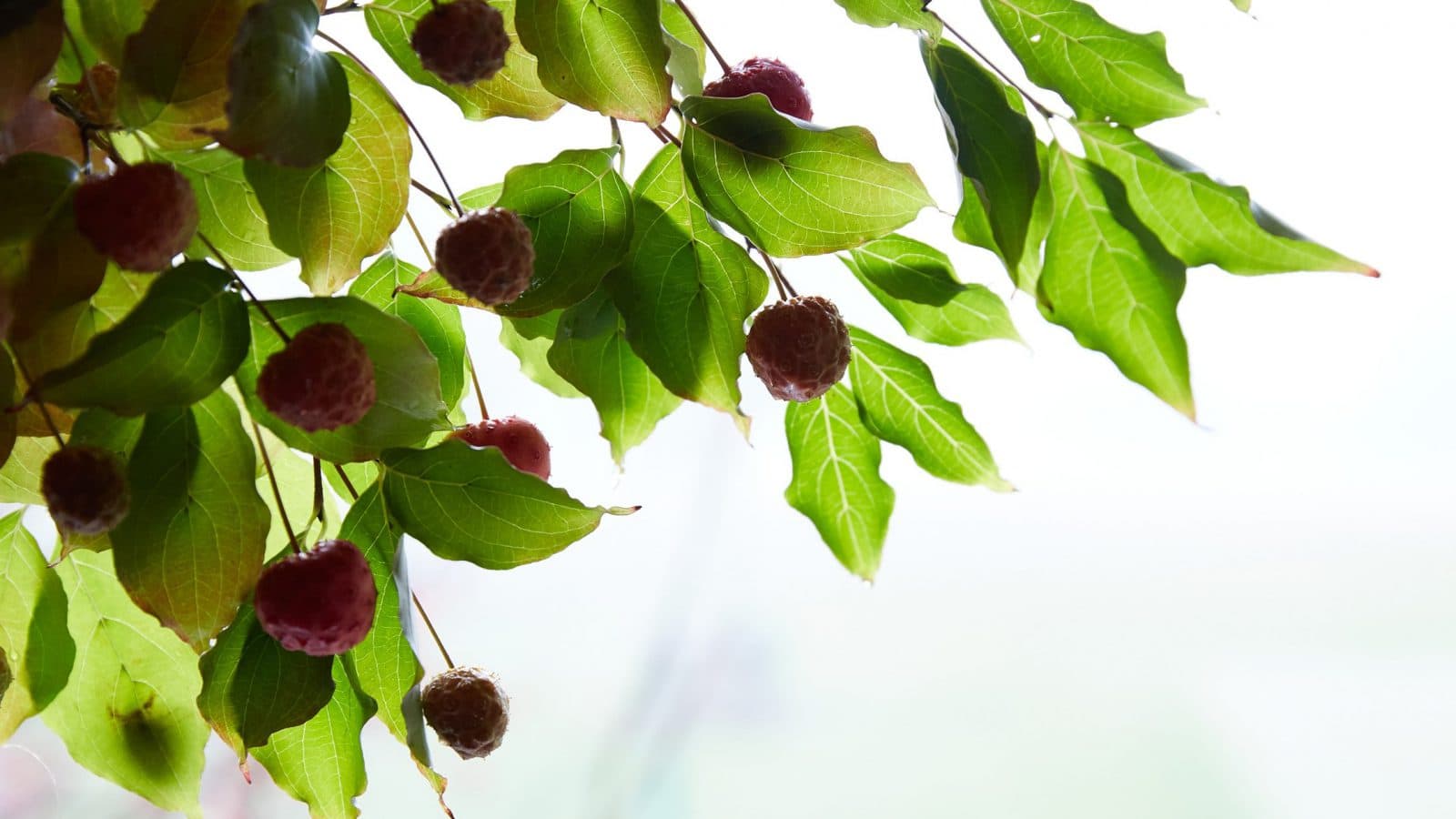 berries and leaves