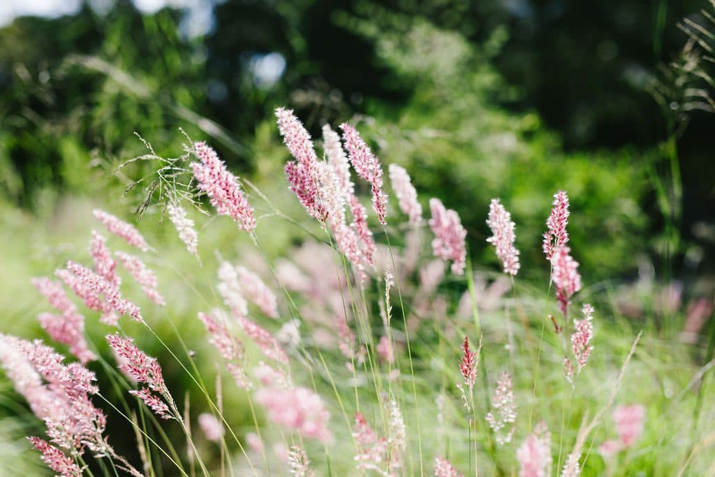 pink flowers