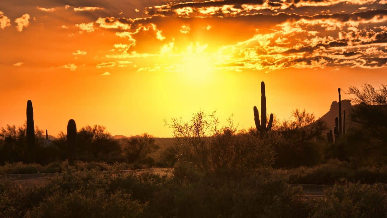 sun set with cactus