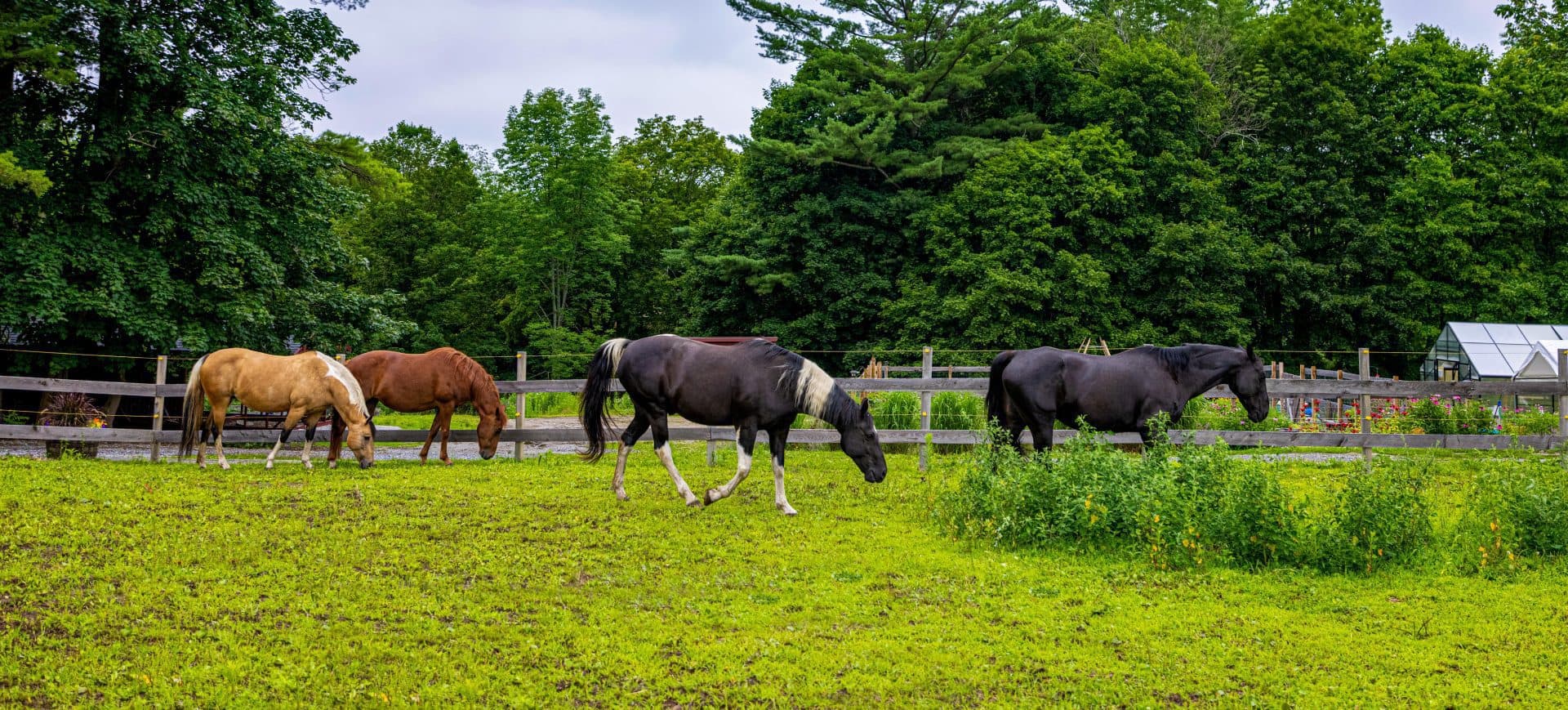 Horses on meadow