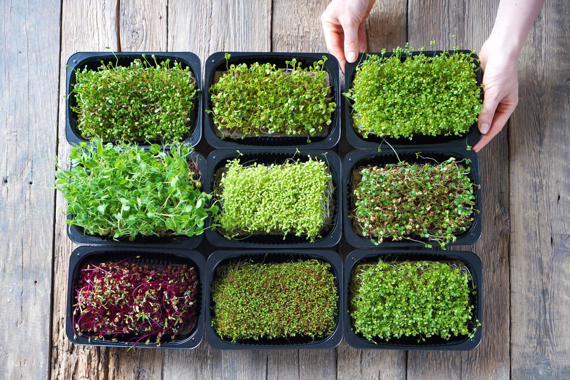 small planters of microgreens on wood