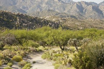 view of desert landscape path and mountains