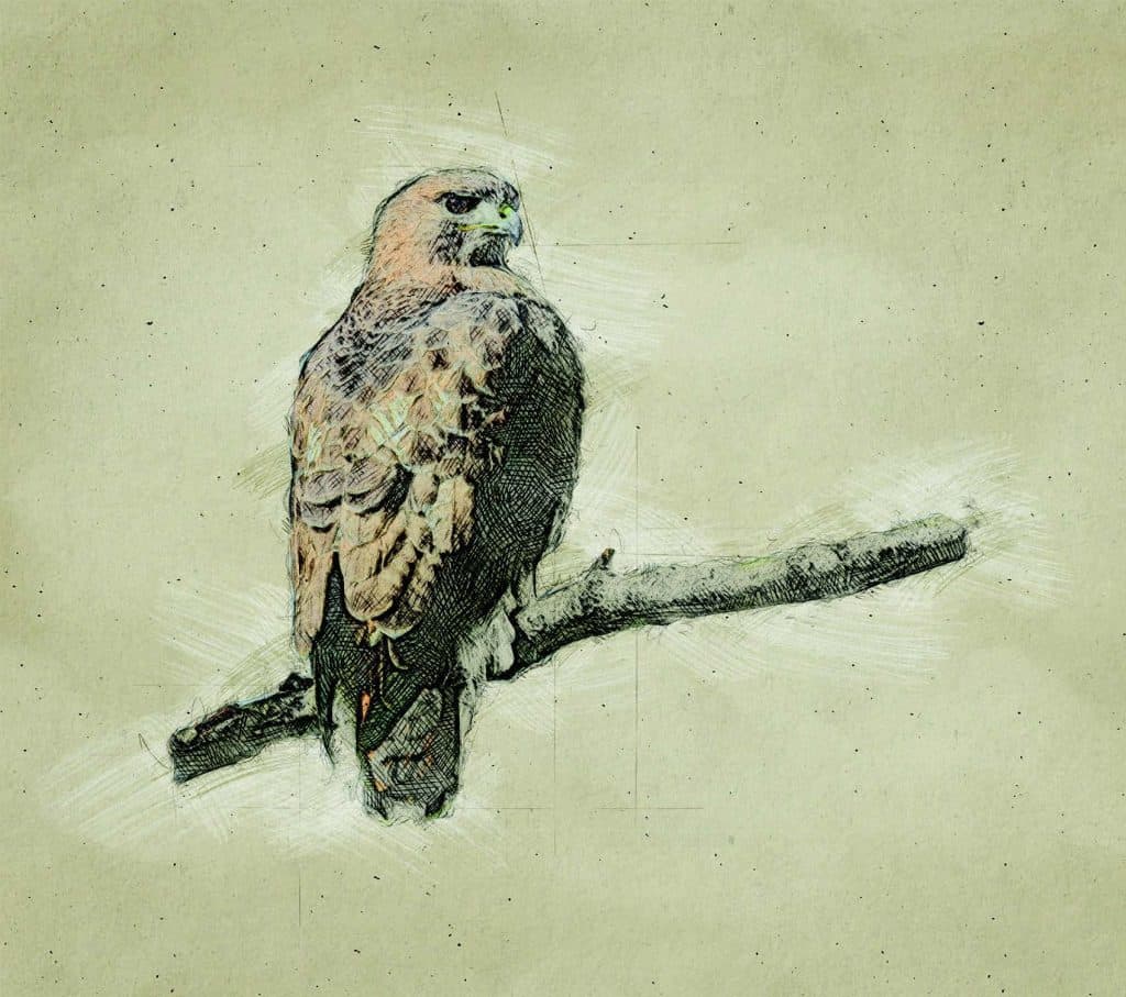 Graphic of Red-Tailed Hawk